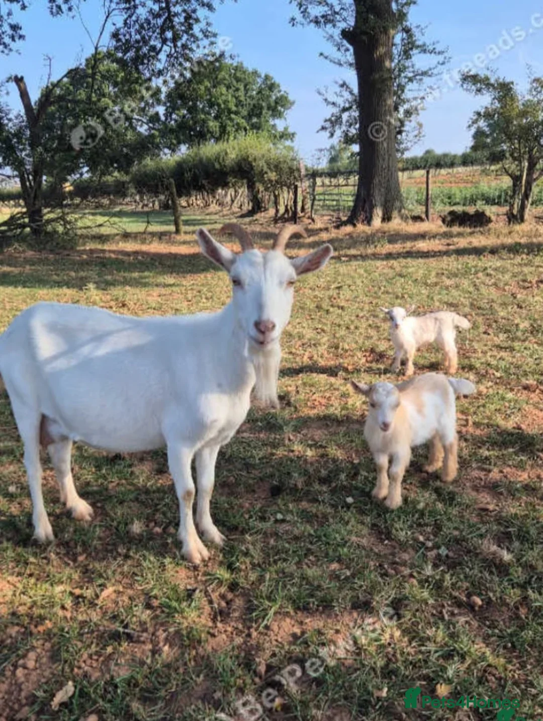 Goats livestock for sale: Two goats for sale dam and wether - Advert 1