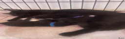 Russian Blue cats for sale: Stunning litter of Russian Blue cross kittens - Advert 9