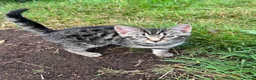 Mixed Breed cats for sale: Silver tabby kittens in Liskeard - Advert 2