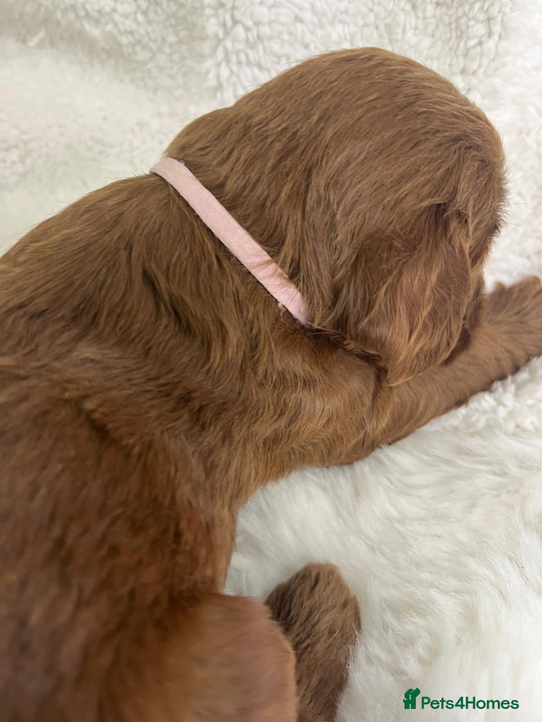 Goldendoodle dogs for sale: Outstanding Quality health tested Goldendoodles  - Image 20