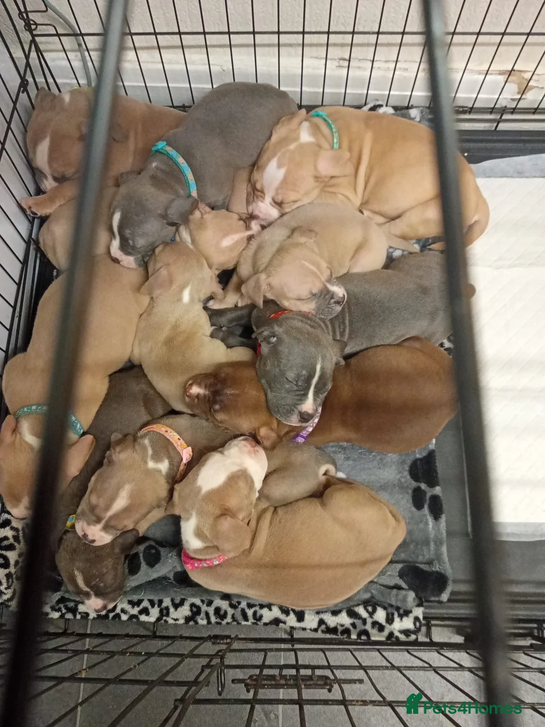 Mixed Breed dogs for sale: American bulldog cross American staff  - Advert 3