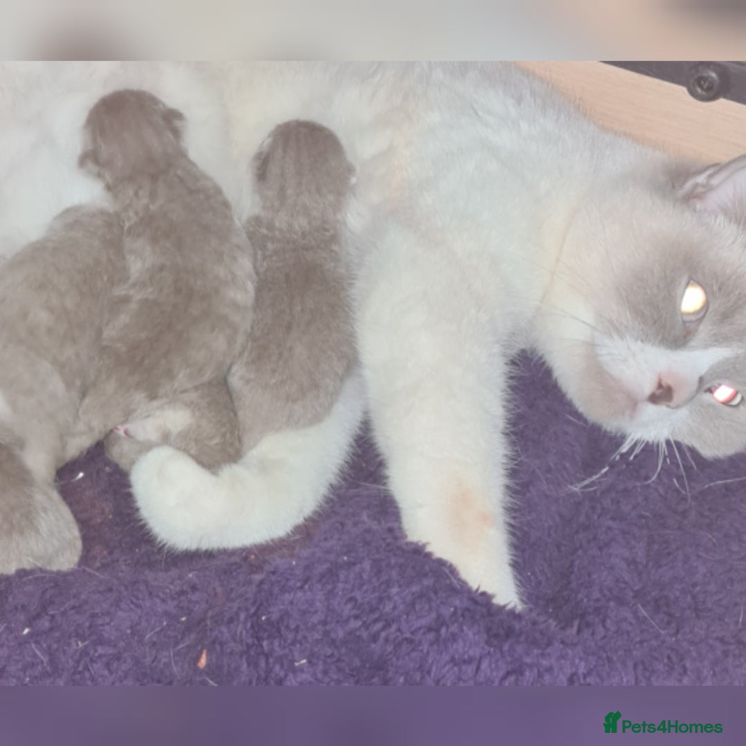 Scottish Fold cats 🐾✨ Adorable Kittens - Advert 1