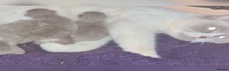 Scottish Fold cats for sale: 🐾✨ Adorable Kittens - Advert 1