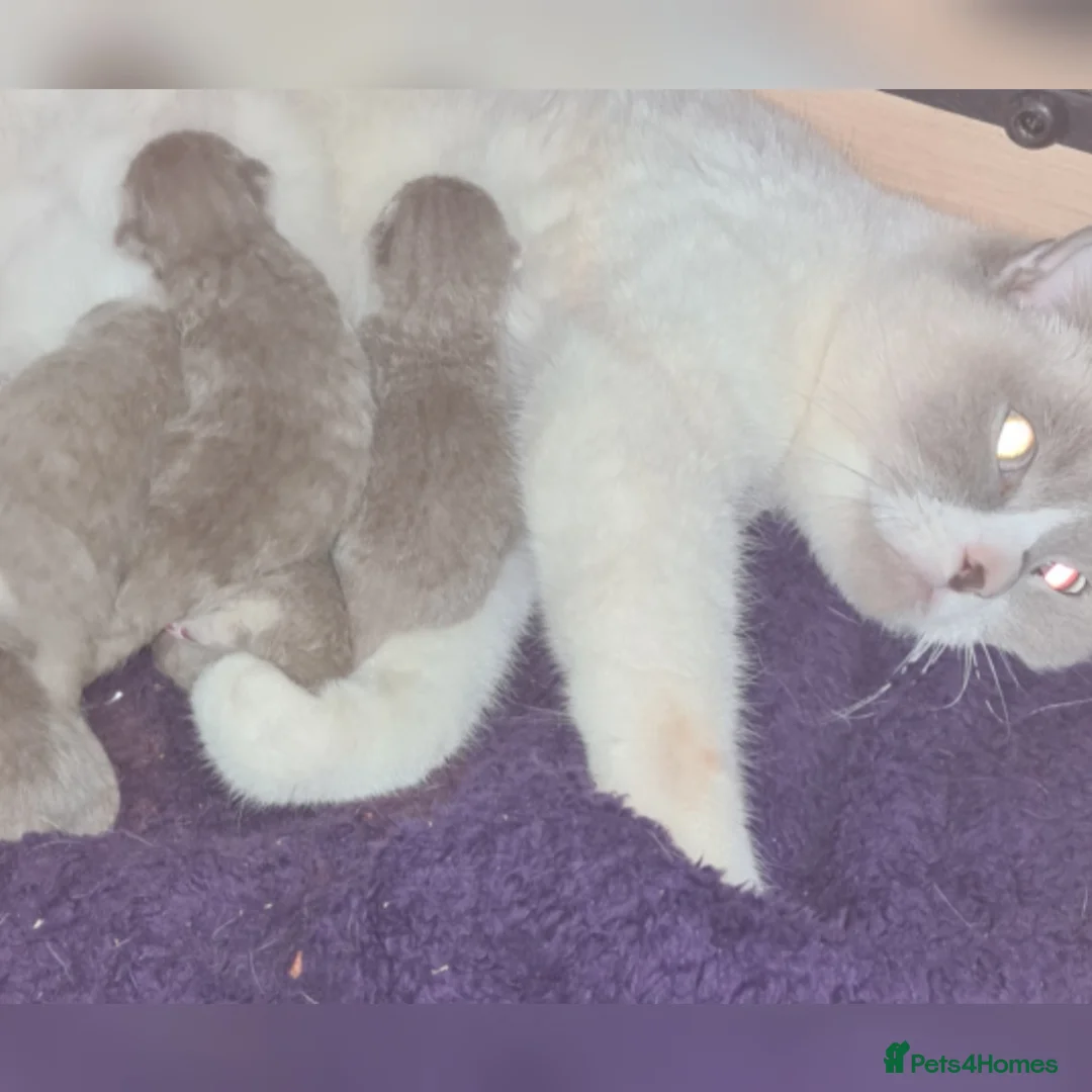 Scottish Fold cats for sale: 🐾✨ Adorable Kittens - Advert 1