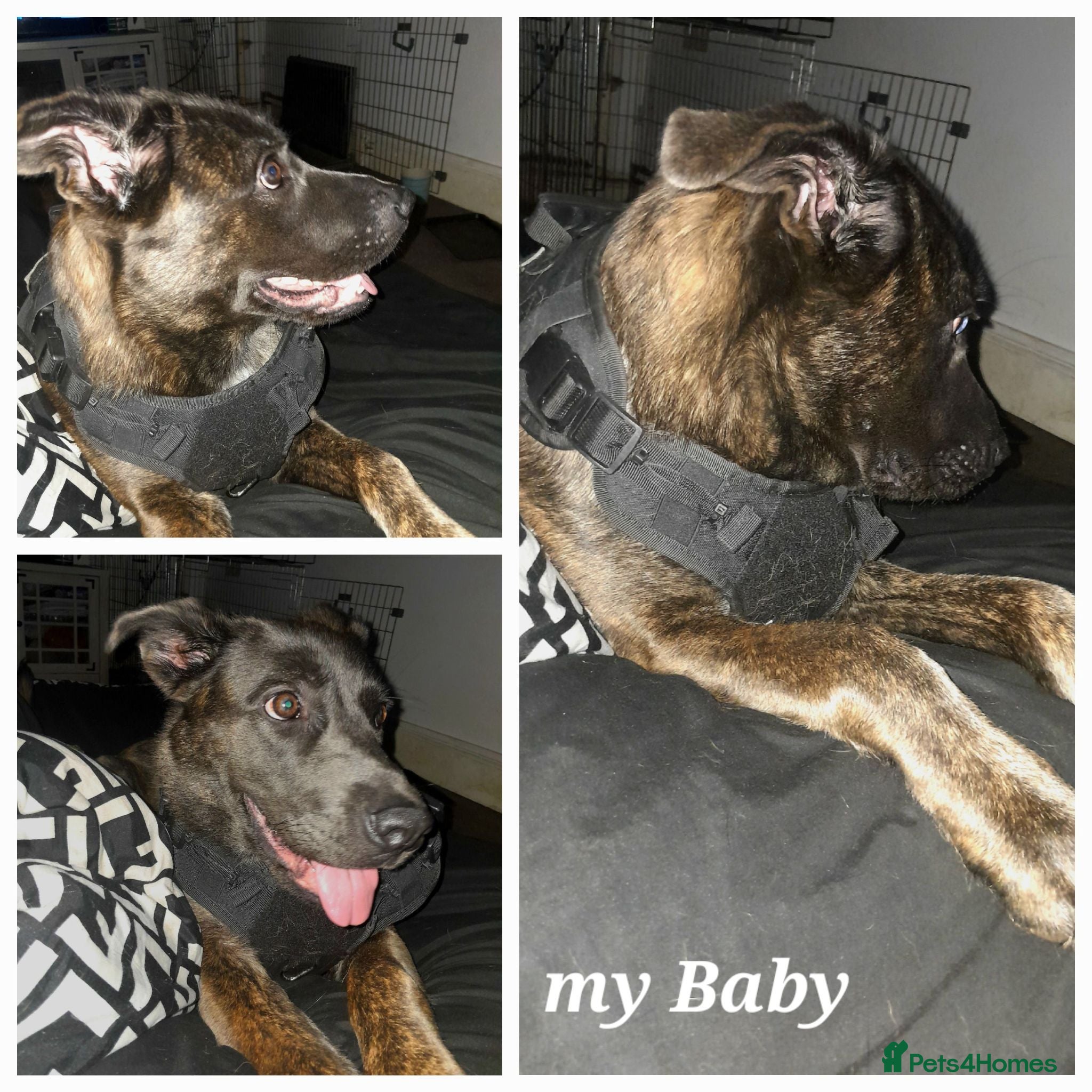 Mixed Breed dogs I'm homeless - Advert 1