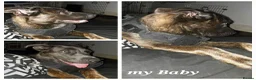 Mixed Breed dogs for sale: I'm homeless in Leicester - Advert 1