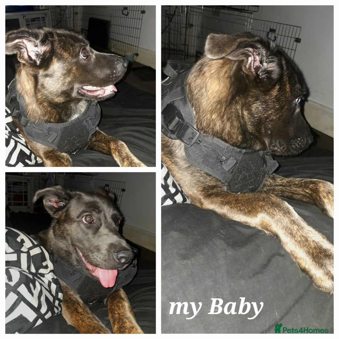 Mixed Breed dogs for sale: I'm homeless in Leicester - Advert 1