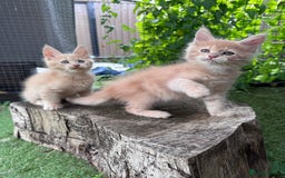 Maine Coon cats for sale: 🌟🌟Beautiful Maine Coon kittens 🌟🌟 - Image 22