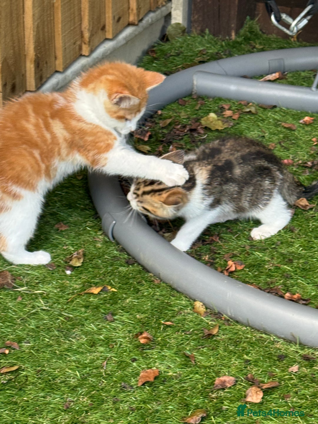 Mixed Breed cats for sale: Mixed breed Kittens  - Image 17