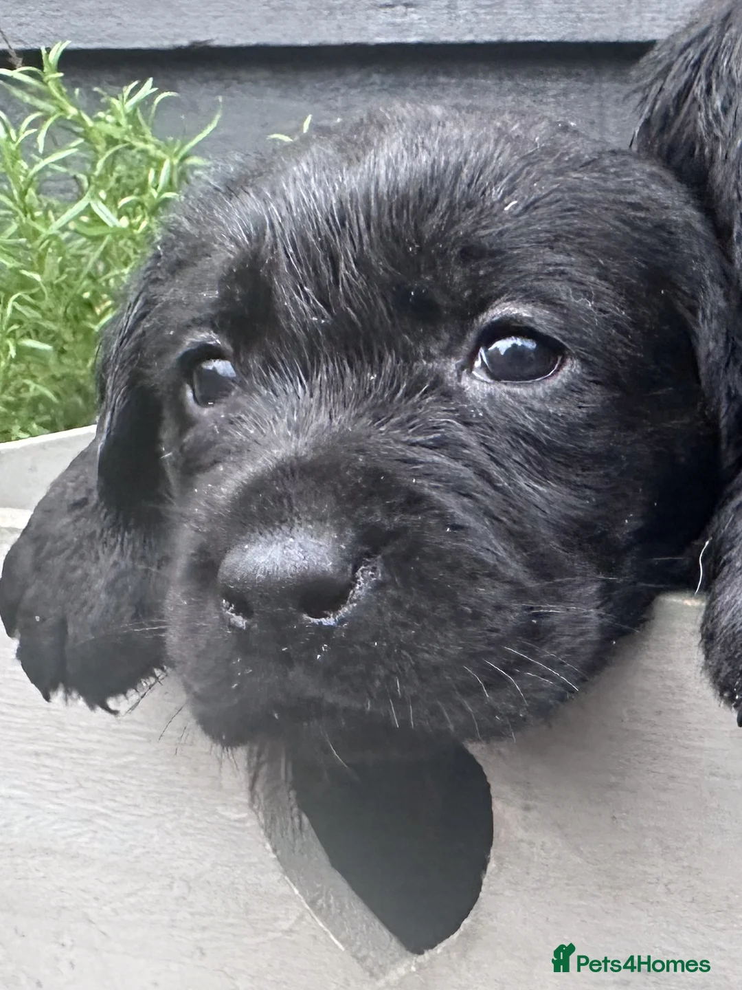 Labrador Retriever dogs for sale: Labrador Ready 23 February - Advert 5