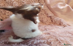 Chihuahua dogs for sale: Tri coloured longcoat apple head - Image 13