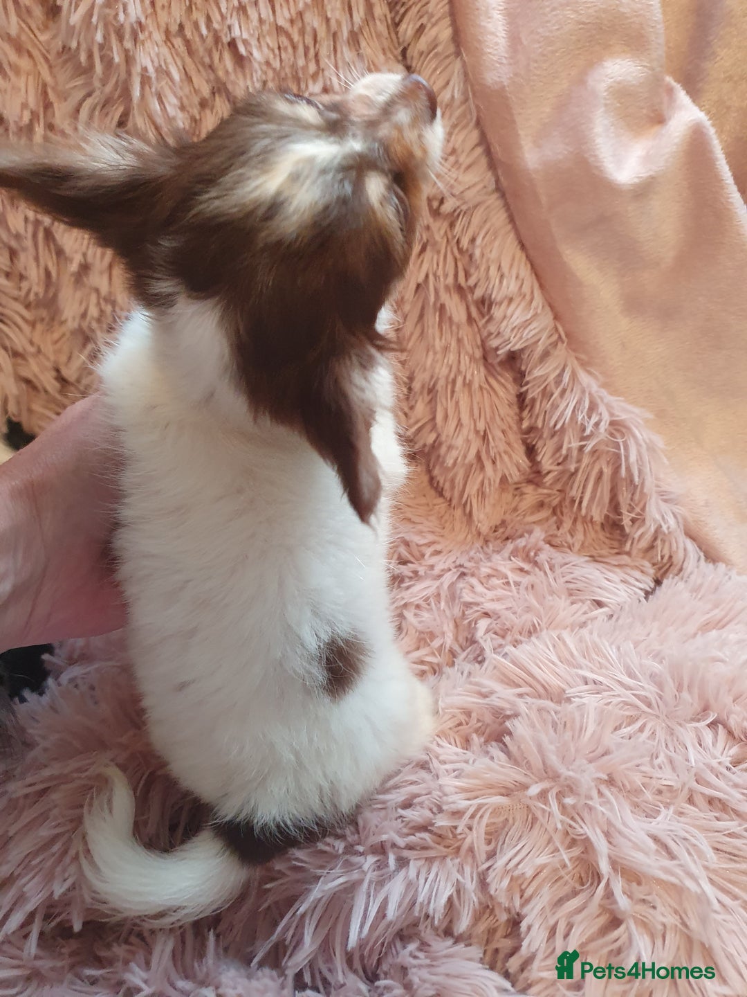 Chihuahua dogs for sale: Tri coloured longcoat apple head - Image 13