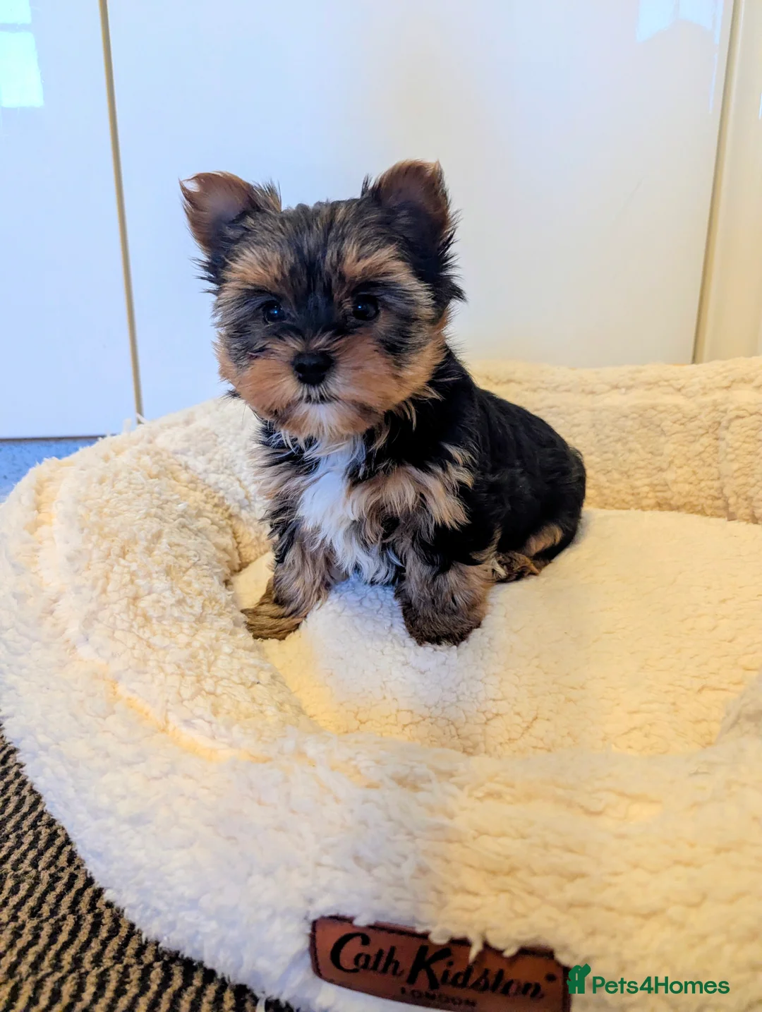 Yorkshire Terrier dogs for sale: Little bundles of joy available  - Advert 23