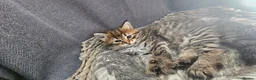 Siberian cats for sale: Purebred Siberian Kittens Indoor/Catio only - Advert 10