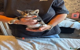 British Shorthair cats for sale: Kittens for sale  - Image 18