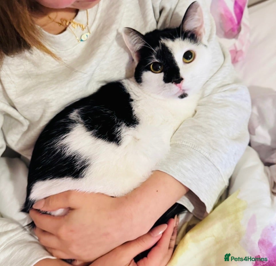 Japanese Bobtail cats Oreo  - Advert 1