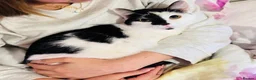 Japanese Bobtail cats for sale: Oreo  in Bolton - Advert 1