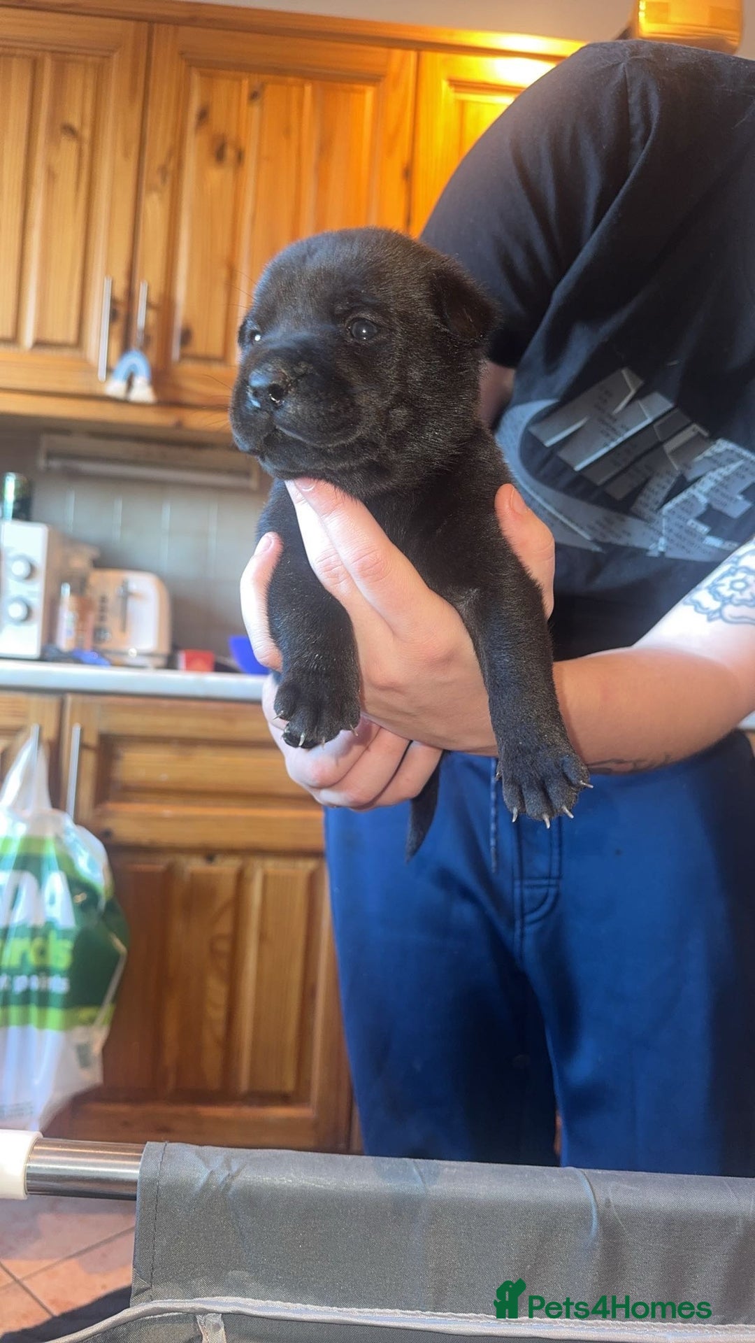 Mixed Breed dogs for sale: American bulldog / chowchow  - Advert 26