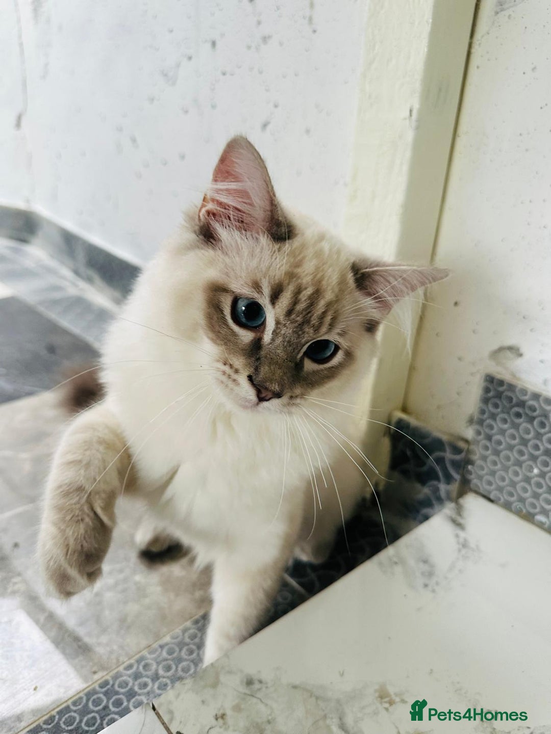 Ragdoll cats for sale: GCCF full pedigree ragdoll kittens  - Image 6