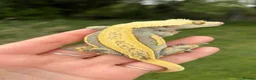 Gecko reptiles for sale: Proven female crested gecko  - Advert 3