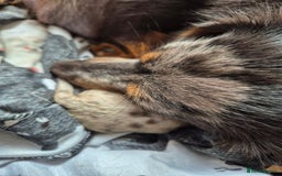 Dachshund dogs for sale: Standard daschunds - Image 9