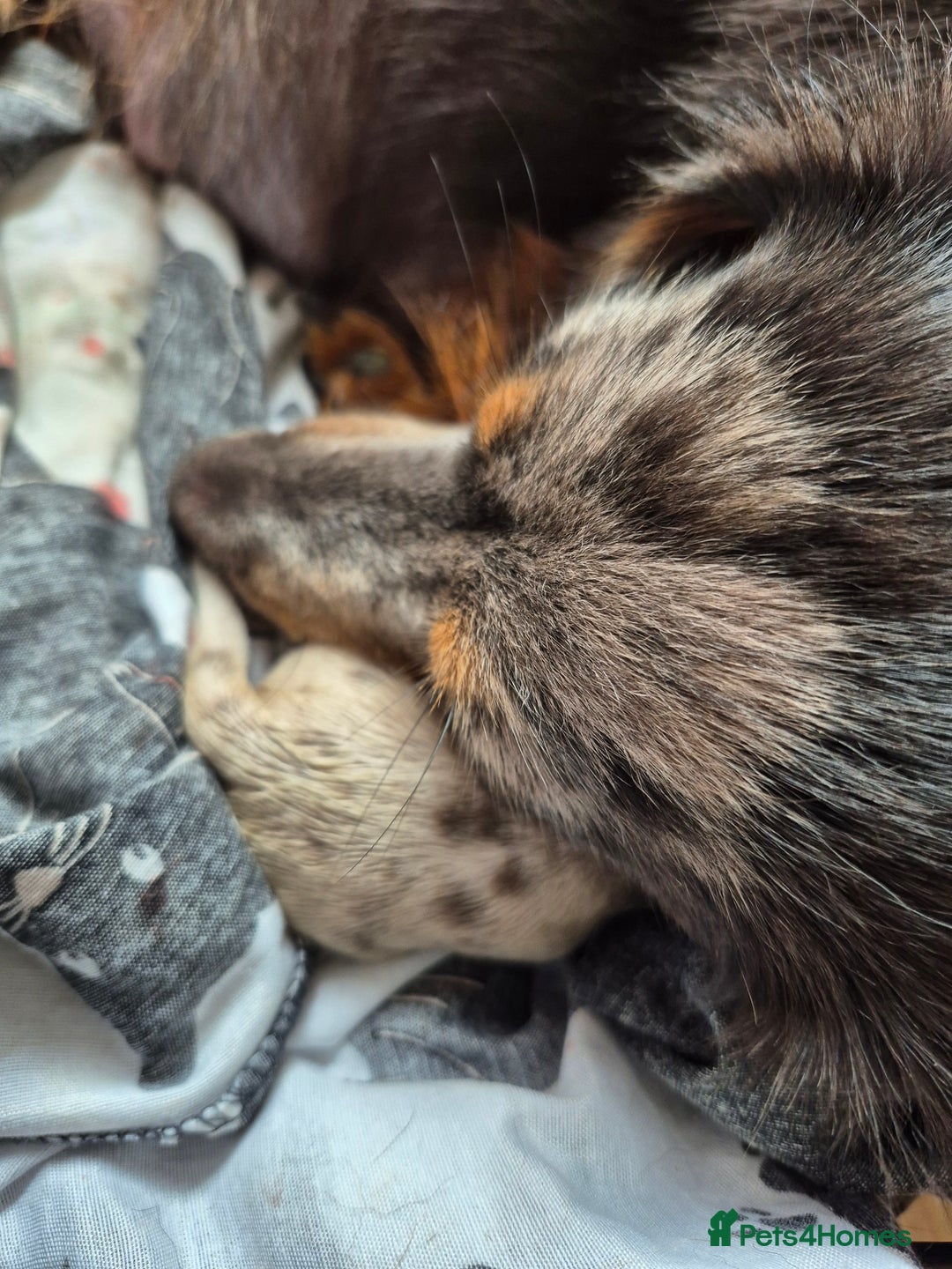 Dachshund dogs for sale: Standard daschunds - Image 9