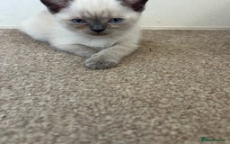 American Shorthair cats for sale: British short haired kitten  - Image 9