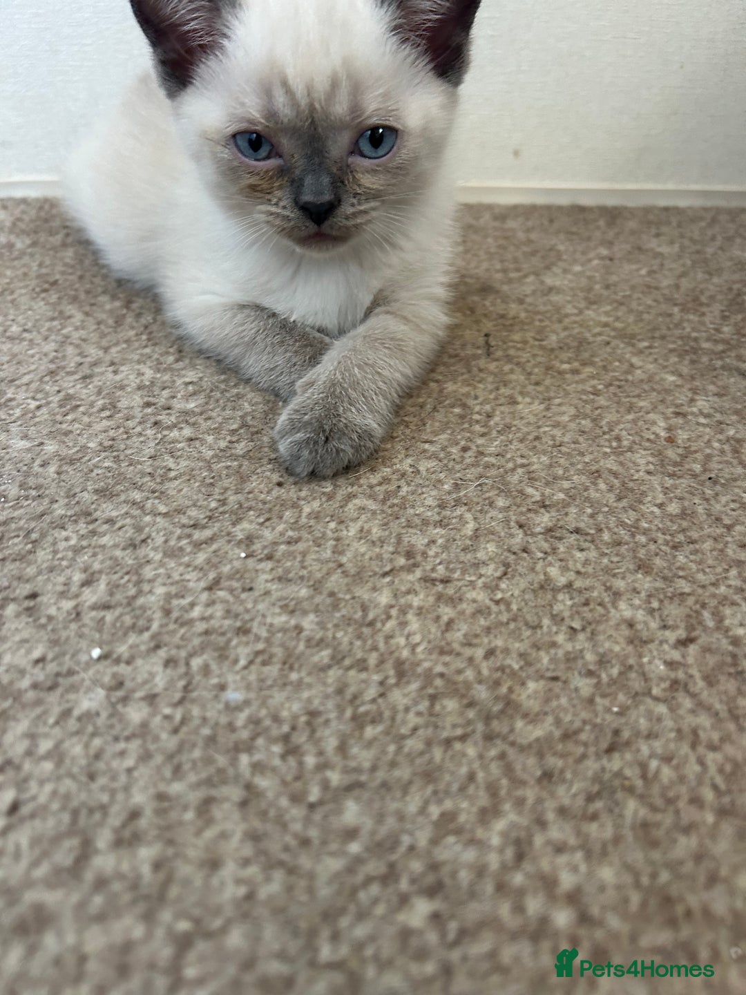 American Shorthair cats for sale: British short haired kitten  - Image 9
