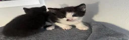 Mixed Breed cats for sale: 5 KITTENS TO LOVING HOMES - Advert 6