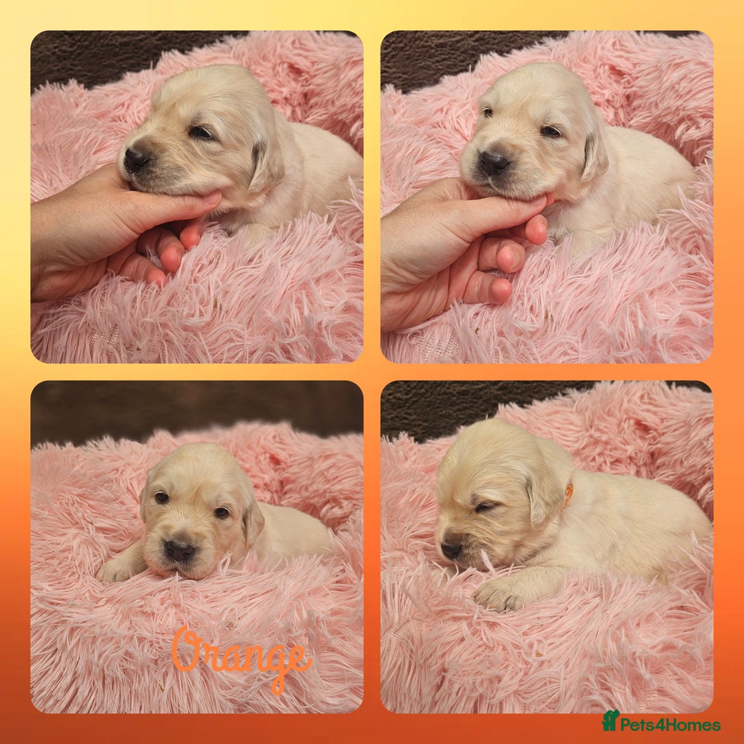 Golden Retriever dogs for sale: 9 KC registered, from imported lines puppies  - Image 28