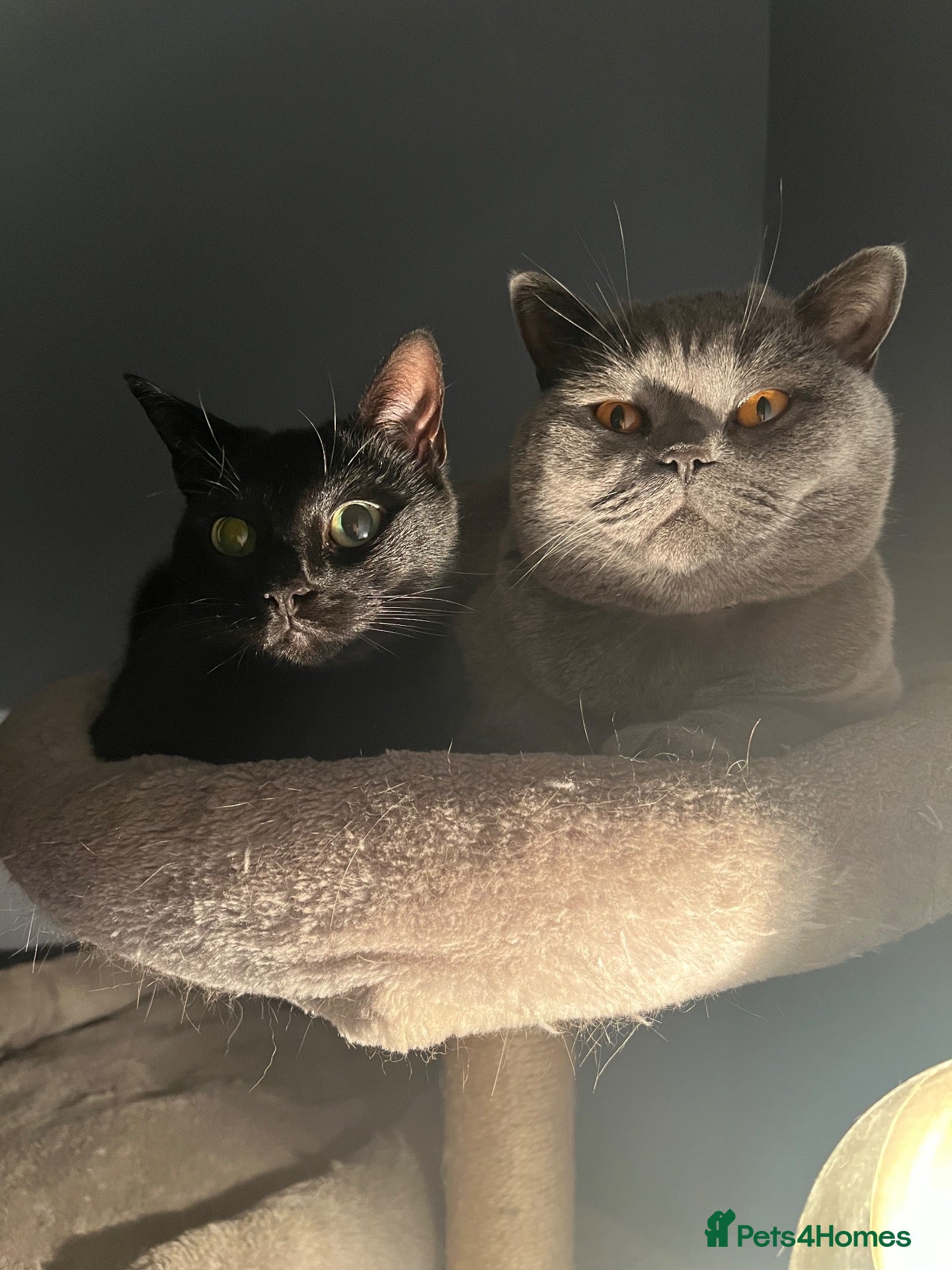 British Shorthair cats Bonded British Shorthair & Domestic Shorthair - Advert 1