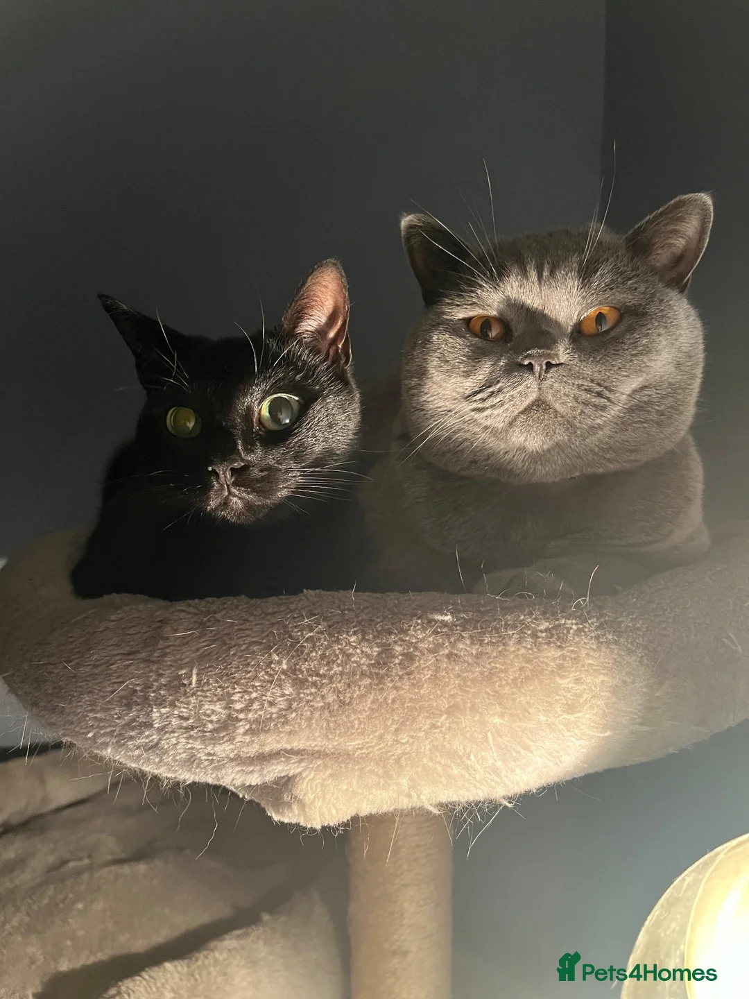 British Shorthair cats for sale: Bonded British Shorthair & Domestic Shorthair in Houghton le Spring - Advert 1