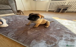 Bullmastiff dogs for sale: Bullmastiff puppies - Image 4