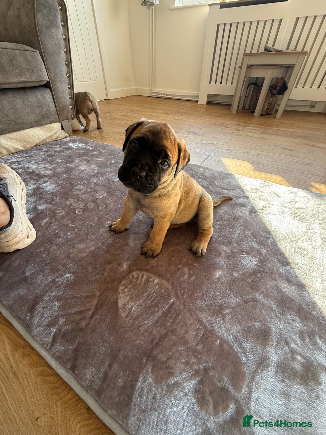 Bullmastiff dogs for sale: Bullmastiff puppies - Image 4