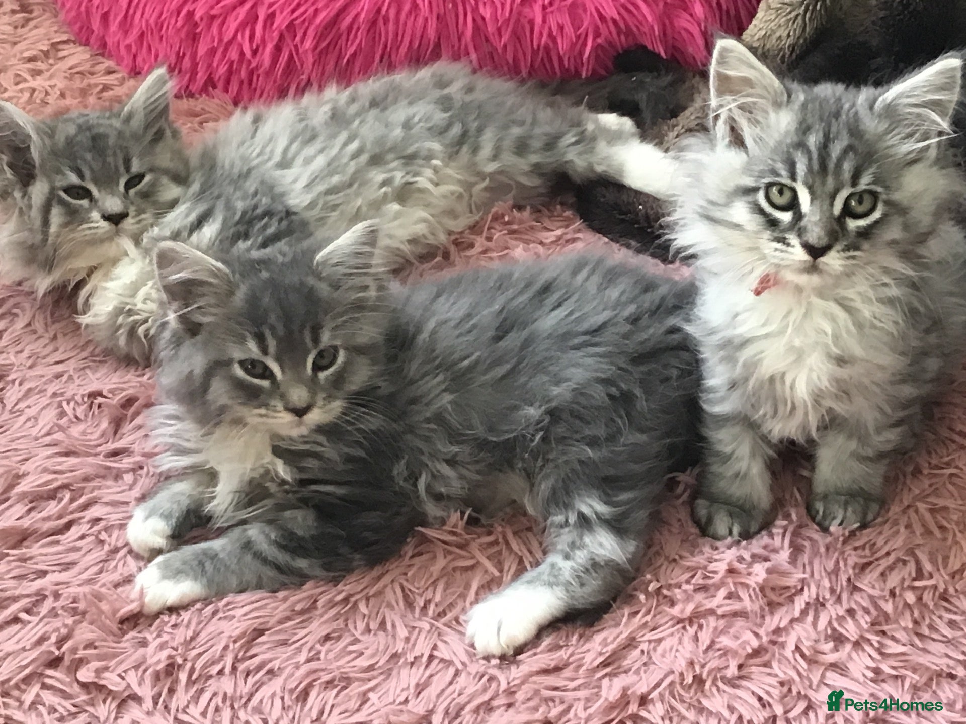 Maine Coon cats for sale: Confident & cuddly Maine coon kitts  - Advert 2