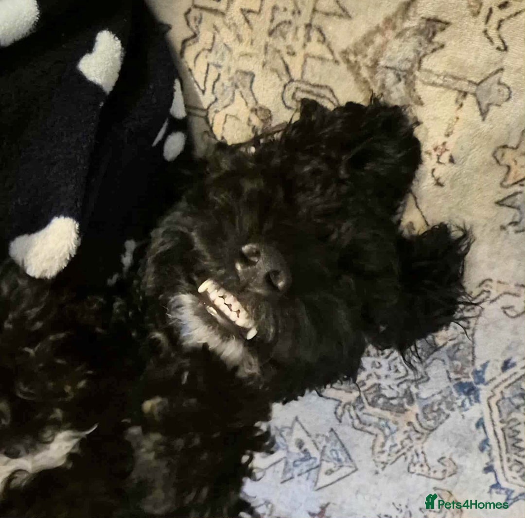 Cockapoo dogs for sale: Cockapoo black boy - Image 4