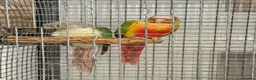 Conures birds for sale: 🦜 Pair of Green-Cheek Conures – Male & Female - Advert 2