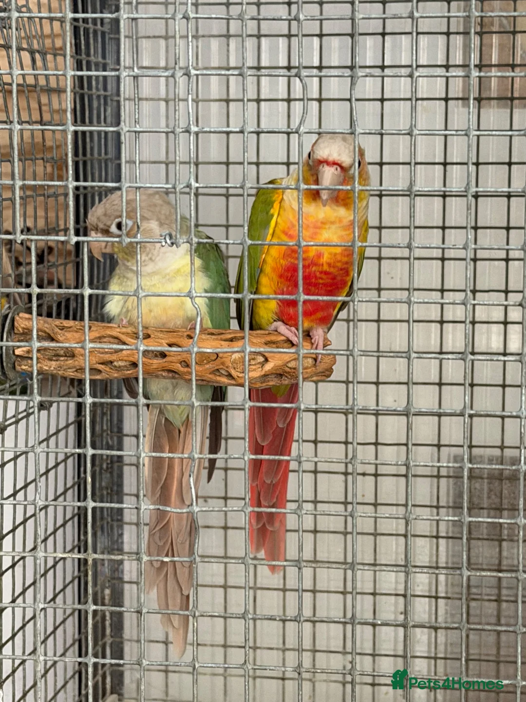 Conures birds for sale: 🦜 Pair of Green-Cheek Conures – Male & Female - Advert 2