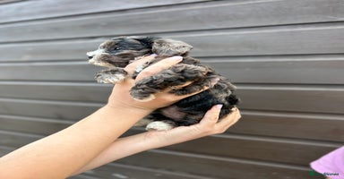 Yorkiepoo dogs - Advert 8