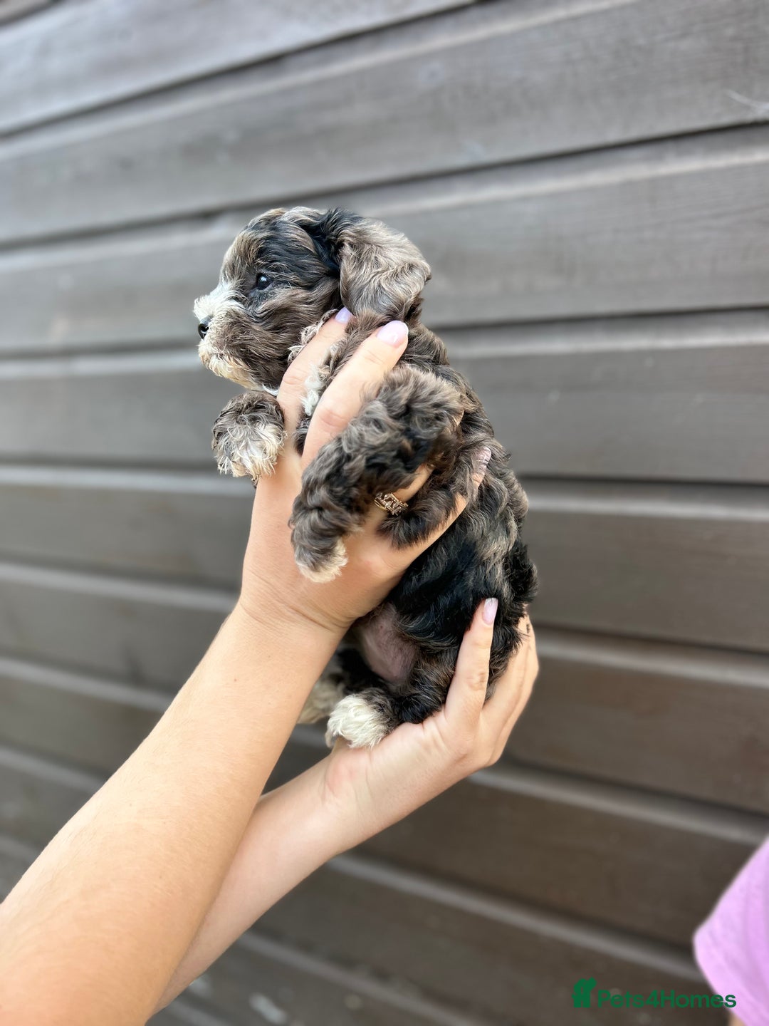 Yorkiepoo dogs for sale: 🐾 Tiny Yorkiepoo Puppies – Ready 29th August! 🐾 - Image 3