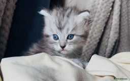 Ragdoll cats for sale: ONE GIRL LEFT! CUDDLY RAGDOLL-PERSIAN KITTENS - Image 2