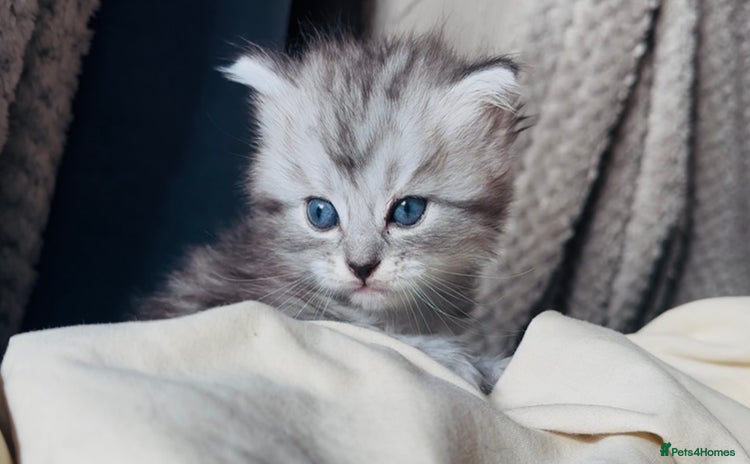 Ragdoll cats - Advert 12