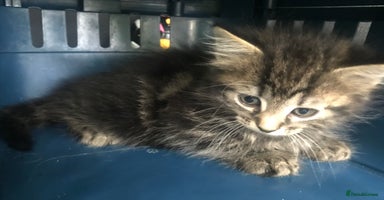 Mixed Breed cats - Advert 16
