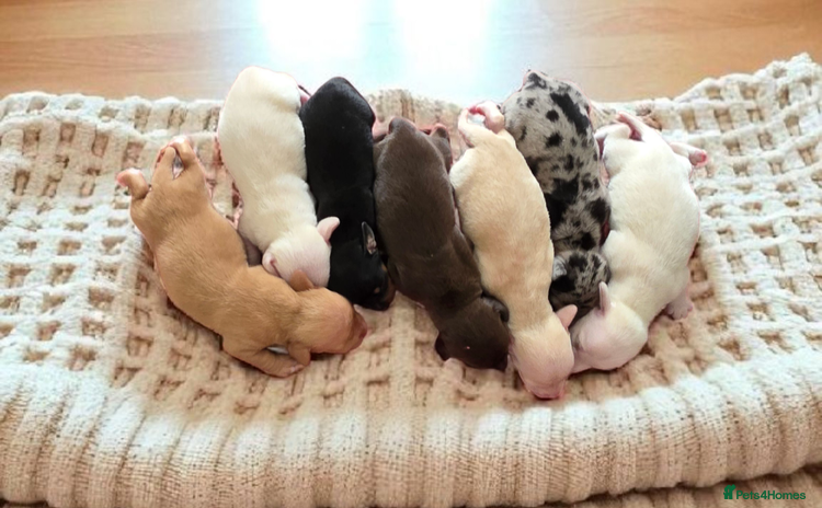 Miniature Dachshund dogs - Advert 4