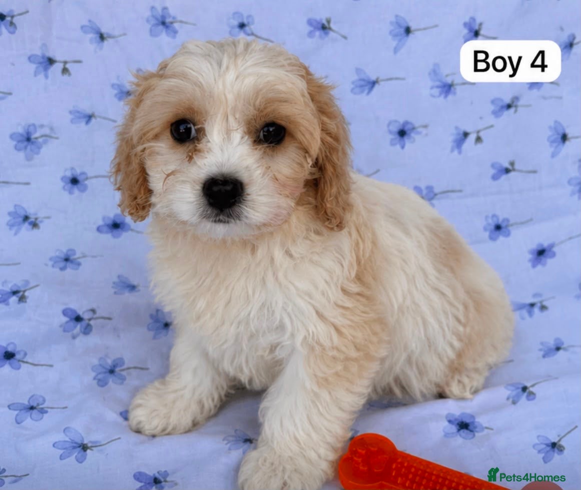 Cavachon dogs 🐶 Gorgeous Cavachon Puppies – Ready Now - Advert 2
