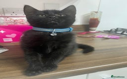 Bombay cats for sale: cats  - Image 1