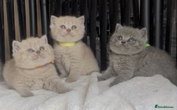 British Shorthair cats for sale: Absolutely beautiful BSH kittens  - Image 25