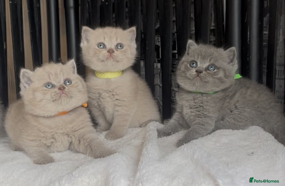 British Shorthair cats for sale: Absolutely beautiful BSH kittens  - Image 25