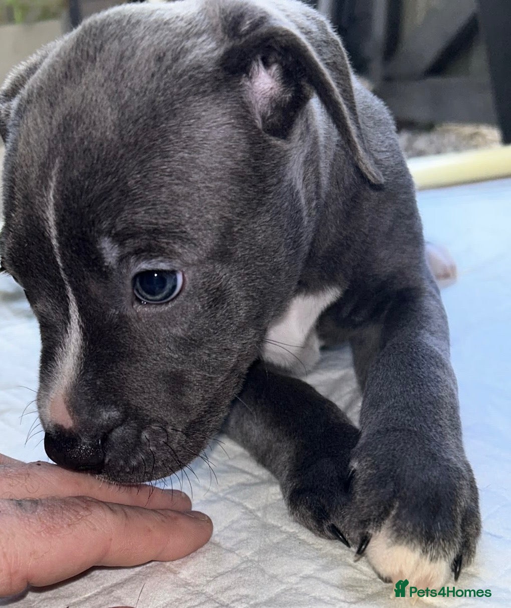 Mixed Breed dogs Cane Corso X Staff Puppies - Advert 17
