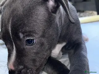Mixed Breed dogs Cane Corso X Staff Puppies - Advert 17